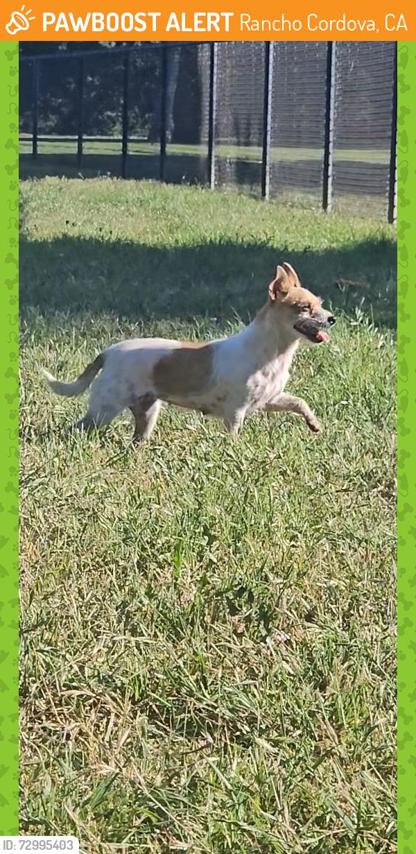 Found/Stray Unknown Dog last seen Chase dr., Rancho Cordova, CA 95670