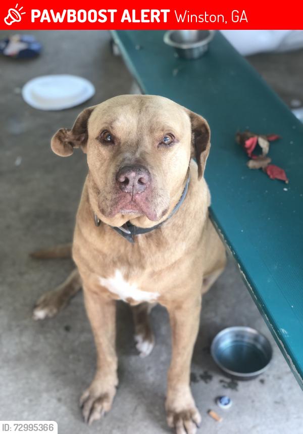 Lost Male Dog last seen John West Rd., Winston, GA, Winston, GA 30187