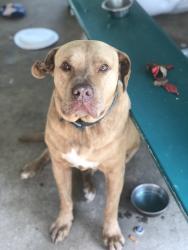 Lost Male Dog last seen John West Rd., Winston, GA, Winston, GA 30187