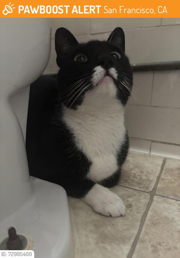 Found/Stray Unknown Cat last seen Ulloa and Claremont, San Francisco, CA 94116