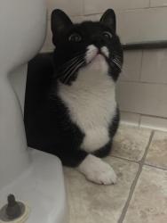 Found/Stray Unknown Cat last seen Ulloa and Claremont, San Francisco, CA 94116