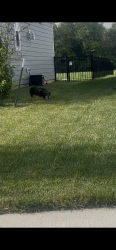 Found/Stray Unknown Dog last seen Oakcrest Drive, McCordsville, IN 46055