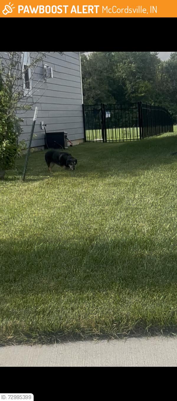 Found/Stray Unknown Dog last seen Oakcrest Drive, McCordsville, IN 46055