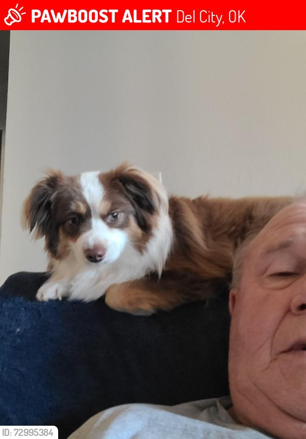 Lost Male Dog last seen Dollar general on 44th del city , Del City, OK 73115