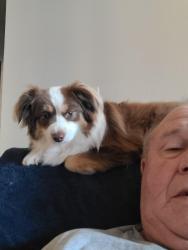 Lost Male Dog last seen Dollar general on 44th del city , Del City, OK 73115