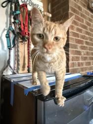 Found/Stray Male Cat last seen Backyard Grill, Climax, NC 27233