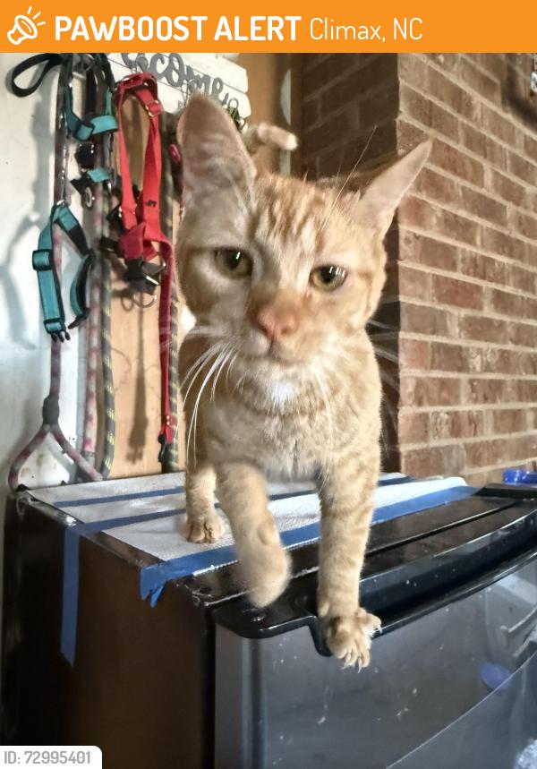 Found/Stray Male Cat last seen Backyard Grill, Climax, NC 27233