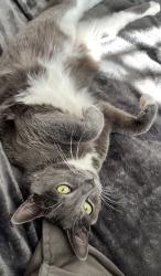 Lost Male Cat last seen Hermitage Ave near 316 Oyster Bar, Fayetteville, NC 28305