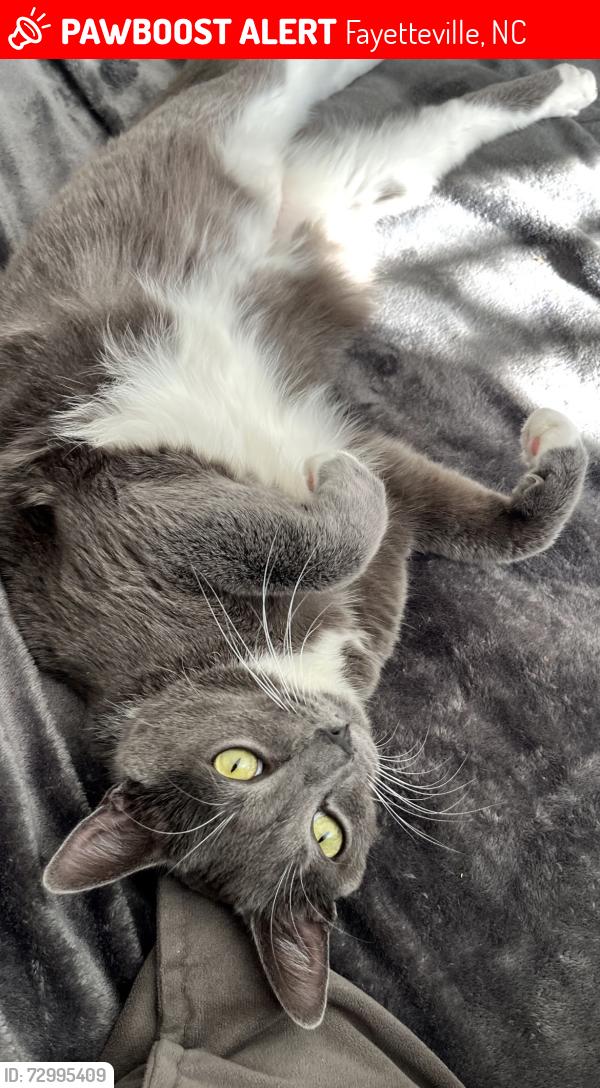 Lost Male Cat last seen Hermitage Ave near 316 Oyster Bar, Fayetteville, NC 28305