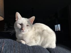 Lost Female Cat last seen Canyon Lake Park, Rapid City, SD 57702