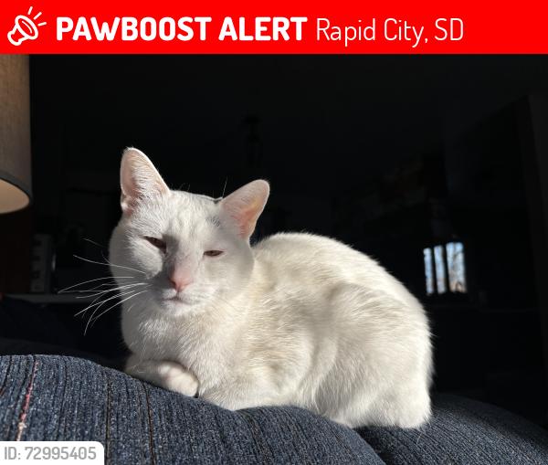 Lost Female Cat last seen Canyon Lake Park, Rapid City, SD 57702