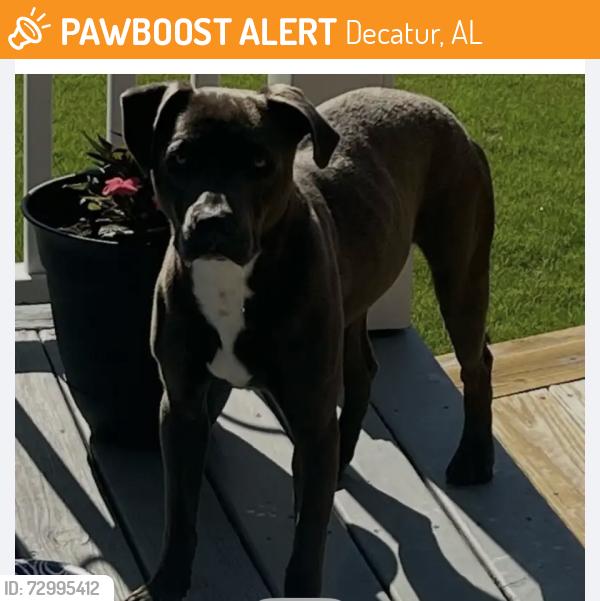 Found/Stray Male Dog last seen Julian Harris / City View ests area, Decatur, AL 35601