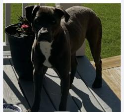Found/Stray Male Dog last seen Julian Harris / City View ests area, Decatur, AL 35601