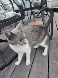 Found/Stray Male Cat last seen Big rock, Santee, CA 92020