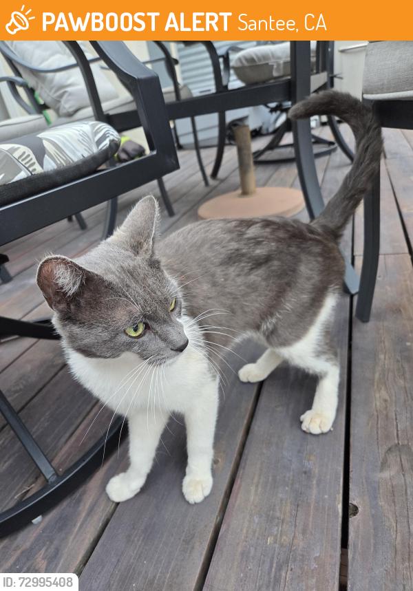Found/Stray Male Cat last seen Big rock, Santee, CA 92020