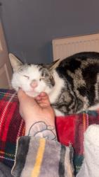 Lost Male Cat last seen Old road, West Yorkshire, England BD7 4ND