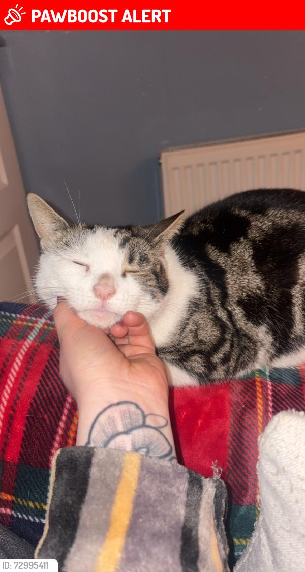 Lost Male Cat last seen Old road, West Yorkshire, England BD7 4ND