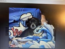 Reunited Female Dog last seen Berry and Wylie, Norman, OK 73069