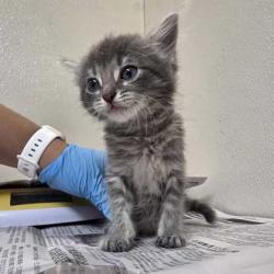 Shelter Stray Female Cat last seen Texas Ave & Holleman Dr E, City of College Station, TX, 5359 Leonard Rd, Bryan, TX 77807, USA