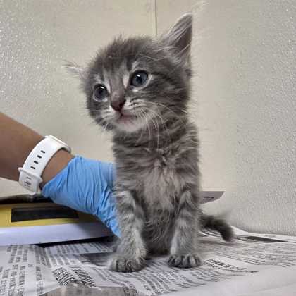 Shelter Stray Female Cat last seen Texas Ave & Holleman Dr E, City of College Station, TX, 5359 Leonard Rd, Bryan, TX 77807, USA