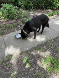 Found/Stray Female Dog last seen Willow Lane, close to Renfro, Burleson, TX 76028