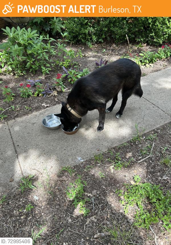 Found/Stray Female Dog last seen Willow Lane, close to Renfro, Burleson, TX 76028