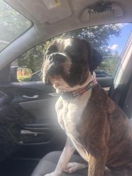 Lost Male Dog last seen Land o lakes recreational center, Land O' Lakes, FL 34639