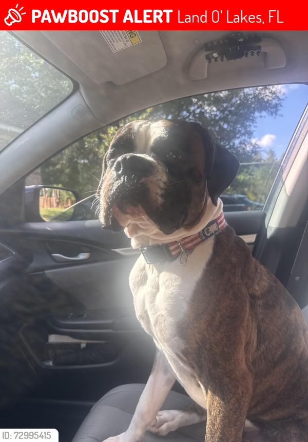 Lost Male Dog last seen Land o lakes recreational center, Land O' Lakes, FL 34639