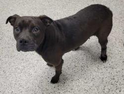 Shelter Stray Female Dog last seen Herrick & Ruskin Way, KCMO, 64134, 64134, MO, 7077 Elmwood Ave, Kansas City, MO 64132, USA
