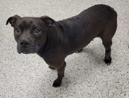 Shelter Stray Female Dog last seen Herrick & Ruskin Way, KCMO, 64134, 64134, MO, 7077 Elmwood Ave, Kansas City, MO 64132, USA