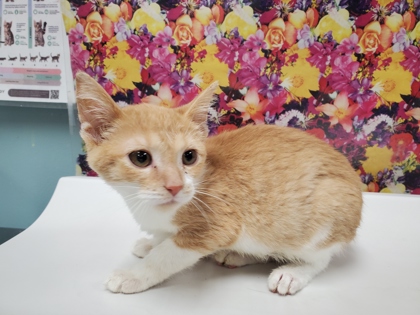 Shelter Stray Unknown Cat last seen Raymer, 43605, OH, 827 Illinois Ave, Maumee, OH 43537, USA