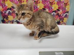 Shelter Stray Unknown Cat last seen Raymer, 43605, OH, 827 Illinois Ave, Maumee, OH 43537, USA