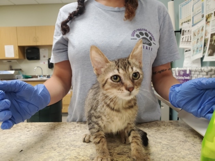 Shelter Stray Unknown Cat last seen Raymer, 43605, OH, 827 Illinois Ave, Maumee, OH 43537, USA