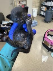 Shelter Stray Male Cat last seen Near Country Circle, 75181, TX, 1650 Gross Rd, Mesquite, TX 75149, USA