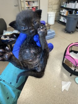 Shelter Stray Male Cat last seen Near Country Circle, 75181, TX, 1650 Gross Rd, Mesquite, TX 75149, USA