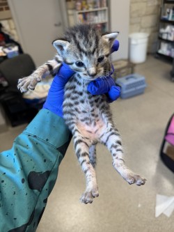 Shelter Stray Male Cat last seen Near Country Circle, 75181, TX, 1650 Gross Rd, Mesquite, TX 75149, USA
