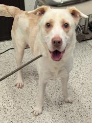Shelter Stray Male Dog last seen 11251-1423 Alpharetta Highway, Roswell, GA, 1251 Fulton Industrial Blvd NW, Atlanta, GA 30336, USA