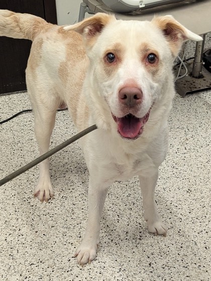 Shelter Stray Male Dog last seen 11251-1423 Alpharetta Highway, Roswell, GA, 1251 Fulton Industrial Blvd NW, Atlanta, GA 30336, USA