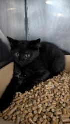 Shelter Stray Unknown Cat last seen Near Toler Rd., Ernul, , 1639 Old Airport Rd, New Bern, NC 28562, USA