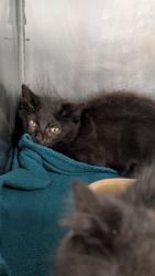 Shelter Stray Unknown Cat last seen Near Toler Rd., Ernul, , 1639 Old Airport Rd, New Bern, NC 28562, USA