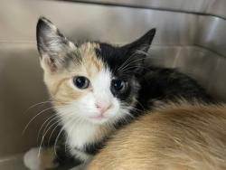 Shelter Stray Female Cat last seen Deerwood Trail, Havelock, NC, 1639 Old Airport Rd, New Bern, NC 28562, USA