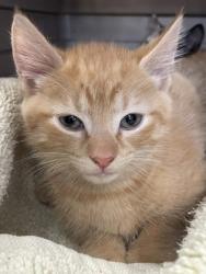 Shelter Stray Unknown Cat last seen Deerwood Trail, Havelock, NC, 1639 Old Airport Rd, New Bern, NC 28562, USA