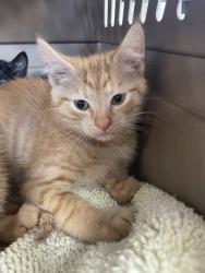 Shelter Stray Unknown Cat last seen Deerwood Trail, Havelock, NC, 1639 Old Airport Rd, New Bern, NC 28562, USA