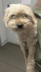 Shelter Stray Female Dog last seen N Lake Ave & W Dakota Ave, Kerman Zone Fresno CO 1A 93630, CA, 1510 W Dan Ronquillo Dr, Fresno, CA 93706, USA