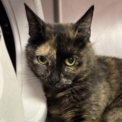 Shelter Stray Female Cat last seen Near Copper Creek Loop, North Myrtle Beach, SC, 409 Bay St, North Myrtle Beach, SC 29582, USA