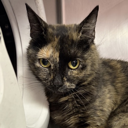 Shelter Stray Female Cat last seen Near Copper Creek Loop, North Myrtle Beach, SC, 409 Bay St, North Myrtle Beach, SC 29582, USA