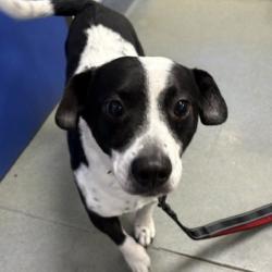 Shelter Stray Male Dog last seen Joyce Ln, WILCO, TX, 124 W Anderson Ln., Austin, TX 78752, USA