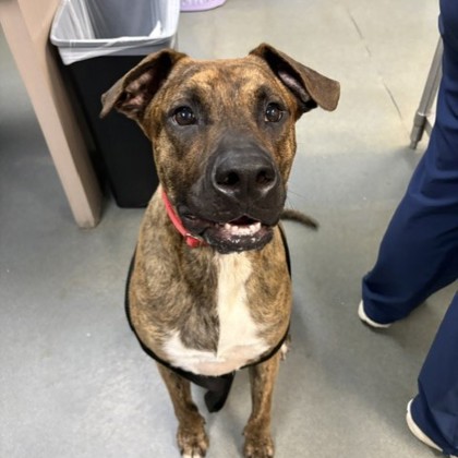 Shelter Stray Male Dog last seen Near Metric Blvd, City of Austin, TX, 124 W Anderson Ln., Austin, TX 78752, USA