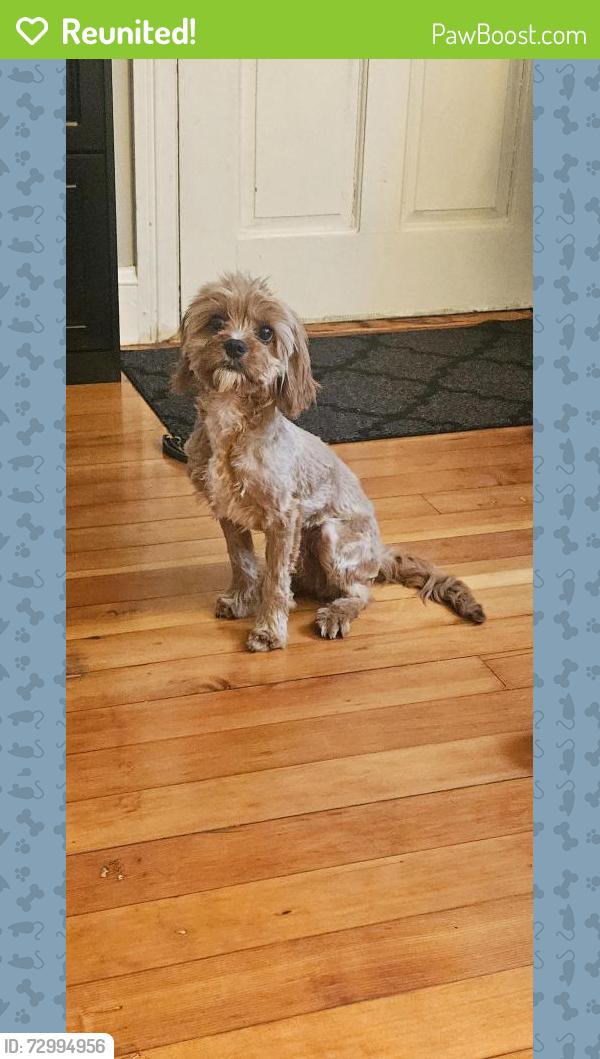 Reunited Male Dog last seen Pontiac ave , Cranston, RI 02910