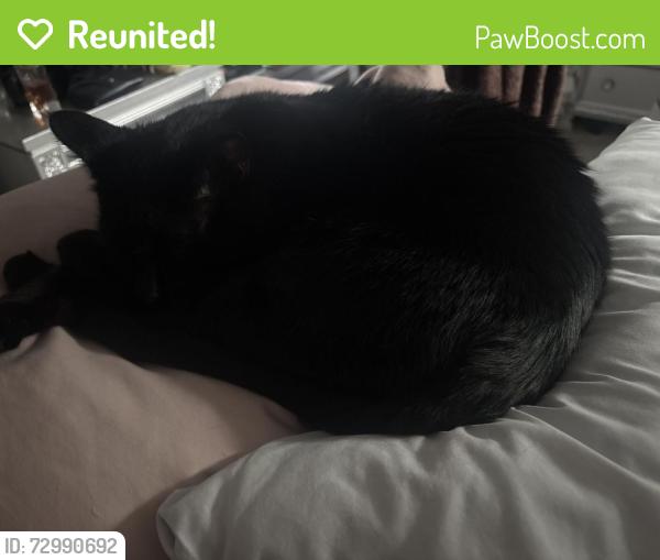Reunited Male Cat last seen Near Avenue F feasterville Trevose 19053, Trevose, PA 19053